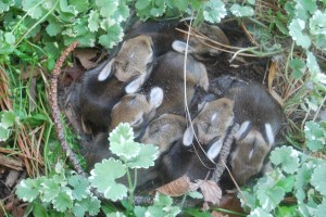 baby rabbits 4-15-2010 8-52-53