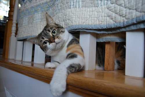 cattitude 11-18-2011 10-32-00 AM