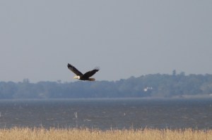 eagle - best 4-8-2010 10-27-59