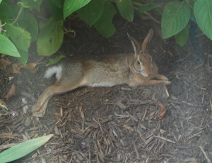 rabbit blog 6-6-2008 11-36-57 AM