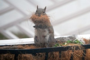 squirrel blog 4-8-2008 10-30-43 AM