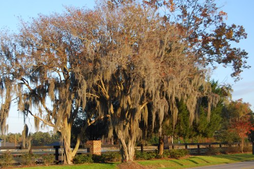 spanish moss-2