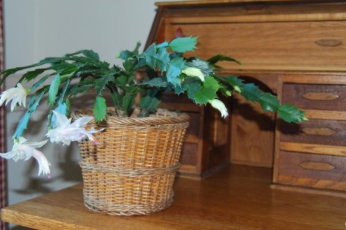 white christmas cactus-1