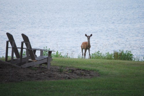 deer 3a 6-16-2008 9-34-59