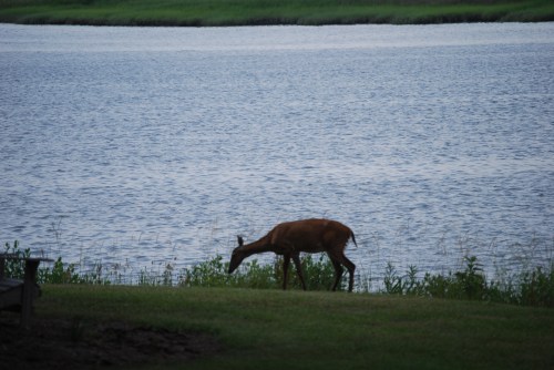 deer2 6-16-2008 9-33-42