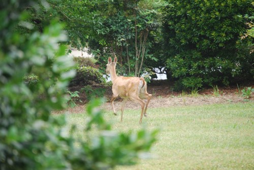 deer7 6-16-2008 9-35-45