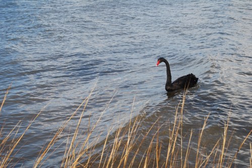 hang ten 2-25-2011 10-15-49 AM
