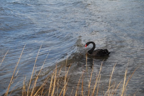 swan and wave 2-25-2011 10-14-17 AM