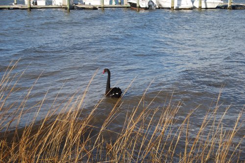 swan and waves 2-25-2011 10-16-57 AM