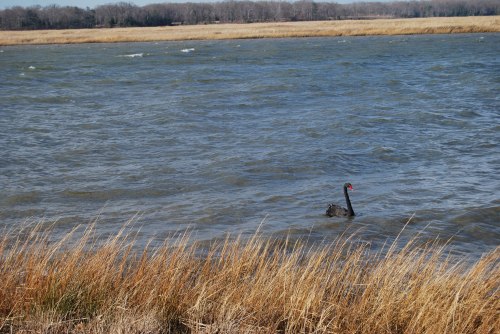 swan and whitecaps 2-25-2011 10-19-19 AM