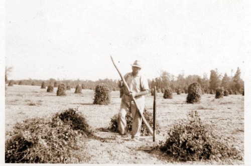 ben ellis peanut field-1