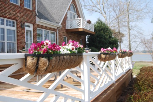 deck pansies2 3-22-2011 4-11-05 AM 3-22-2011 6-53-42 AM