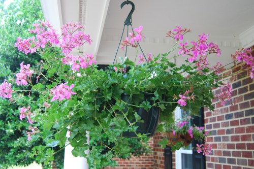 hanging geranium 5-28-2011 5-13-22 AM