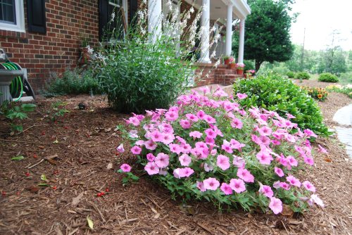 petunia and guara 5-28-2011 5-03-43 AM