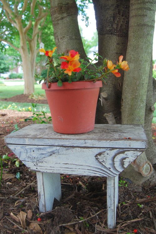 purslane 5-28-2011 5-03-20 AM