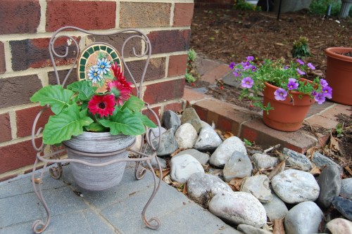 red gerbera 5-28-2011 5-07-28 AM