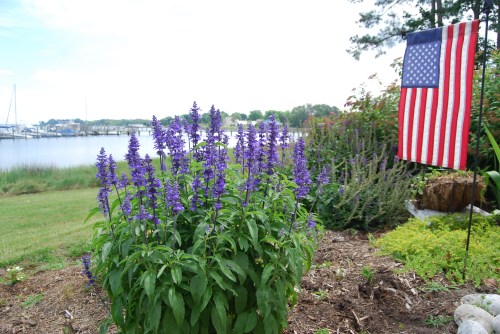 salvia 5-28-2011 5-01-38 AM