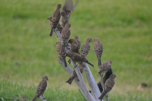 2 birds 6-15-2011 7-32-41 PM