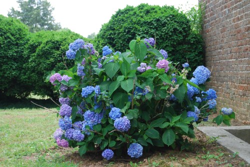 bc hydrangea 6-16-2011 7-18-23 AM 6-16-2011 7-18-23 AM