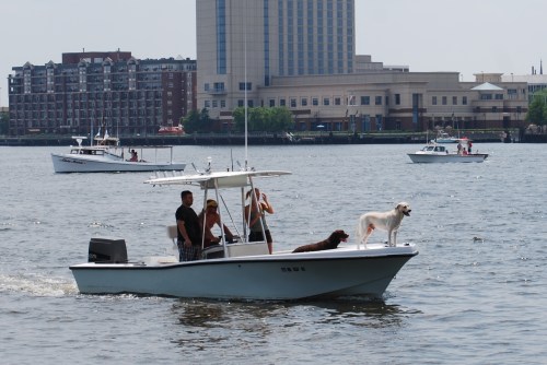 boats and dogs 6-12-2011 7-37-07 AM