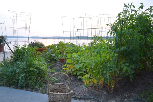 garden 6-22-2011 8-10-31 PM