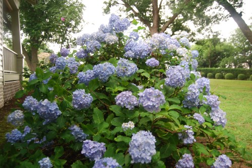 hg 6-19-2011 12-01-31 PM