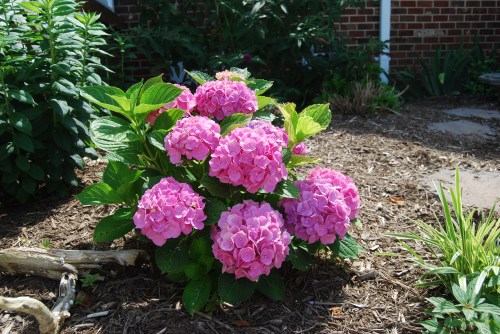 marshall's hydrangea1-1