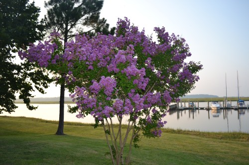crape myrtle2 7-21-2011 7-33-19 PM