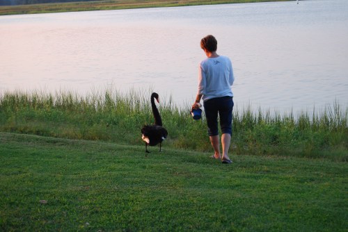 db and groom swan 8-24-2011 1-06-12 PM