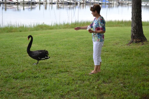 db and groom swan 8-6-2011 3-27-21 PM