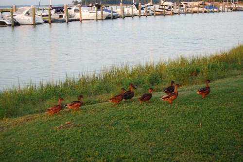 ducks 8-24-2011 1-04-43 PM