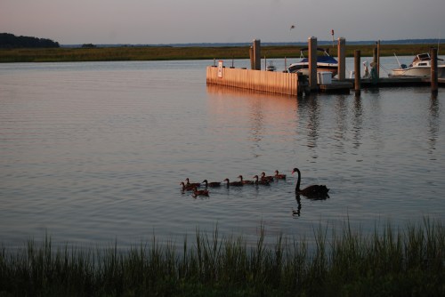 groom swan and ducks water 8-24-2011 1-09-36 PM 8-24-2011 1-09-36 PM