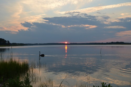 groom swan at sunset 8-10-11 8-10-2011 7-55-41 PM