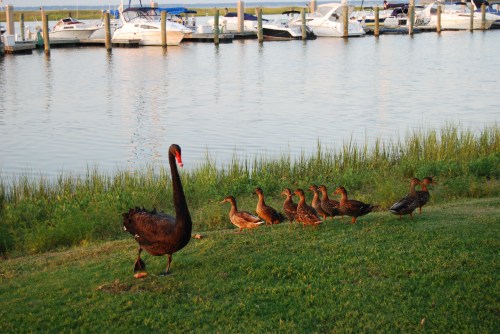 groom swan ducks on shore 8-24-2011 1-05-01 PM