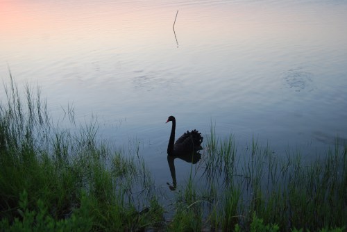 groom swan in water 8-24-2011 1-20-01 PM