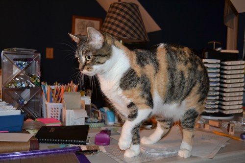 wheres jr 8-16-2011 9-22-35 PM