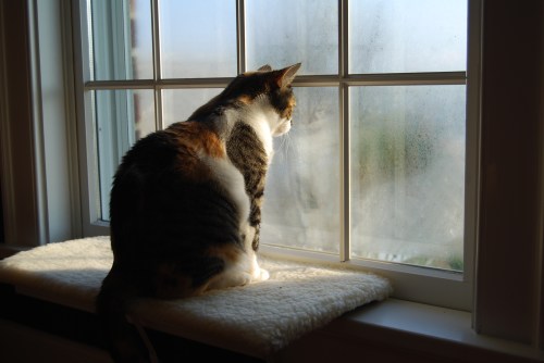 sundae in the sunrise 8-19-2011 1-19-59 AM