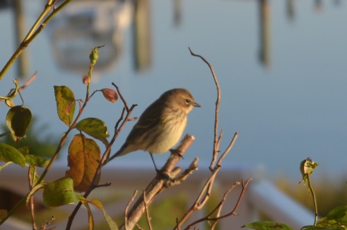 bird11-2-20117-13-03AM