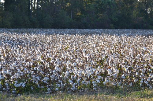 cotton field 10-23-2011 4-14-35 PM