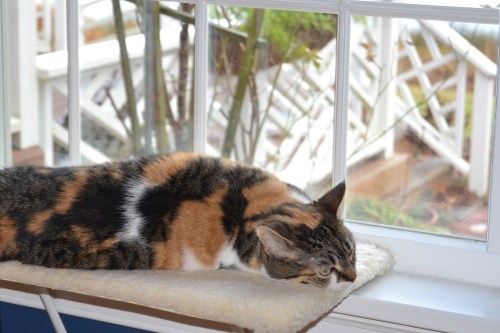 sundae 12.21 12-22-2011 9-40-43 AM