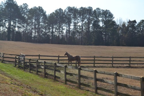 cypress creek horse