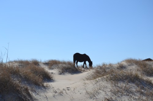 horse on dune best