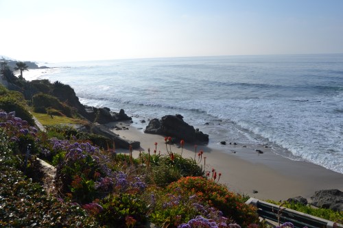 laguna beach and flowers