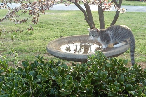 chessie in birdbath