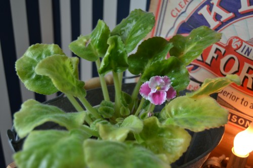 african violet