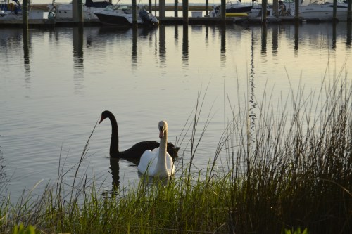 swans and grass