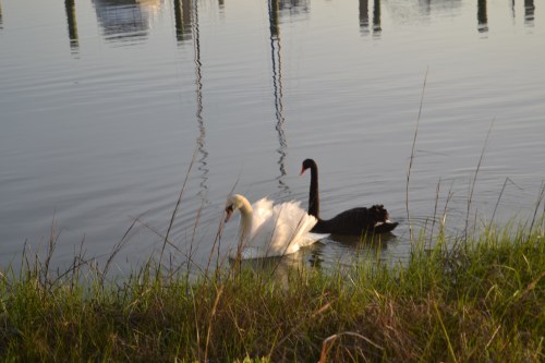 swans1