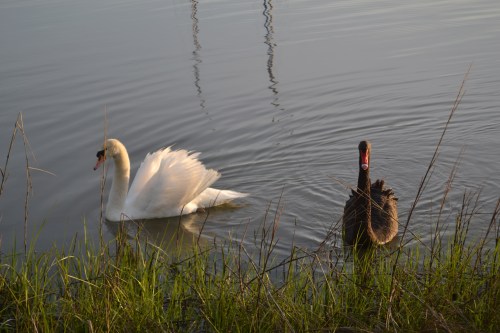 swans2