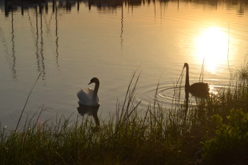 swans3