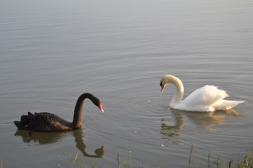 swans4